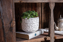  Handmade White Textured Concrete Pot